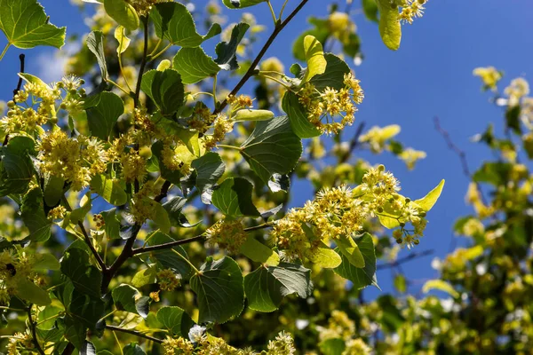 Linden flowers on a tree. Close-up of linden blossom. Blooming linden tree in the summer forest.