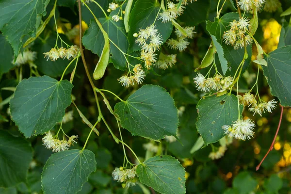 Linden flowers on a tree. Close-up of linden blossom. Blooming linden tree in the summer forest.