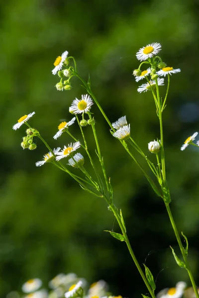 Annual Fleabane Erigeron Annuus Daisy Fleabane Eastern Daisy Fleabane Herbaceous — Photo