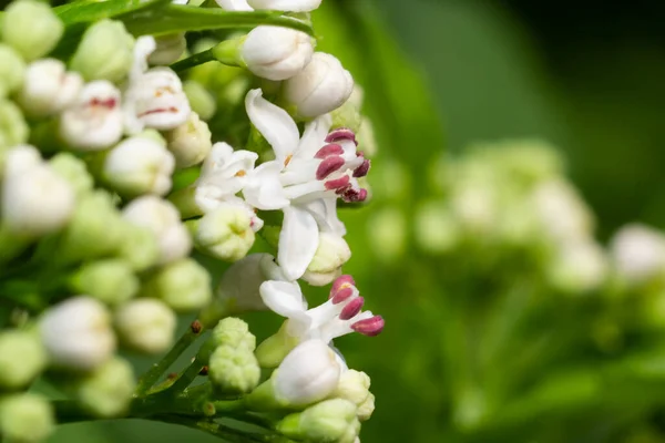 Wild Elderberry Herbaceous Sambucus Ebulus Blooms Summer — Fotografia de Stock