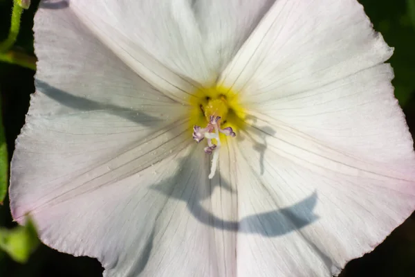 Field Bindweed Convolvulus Arvensis European Bindweed Creeping Jenny Possession Vine —  Fotos de Stock