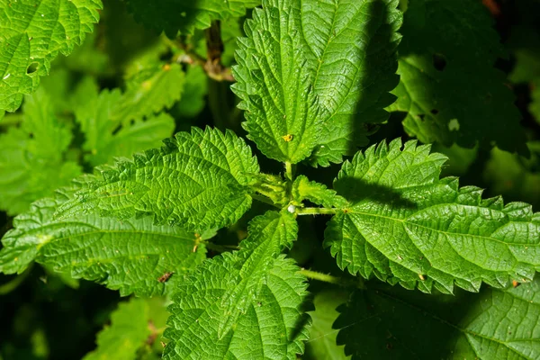 Stinging Nettles Urtica Dioica Garden Green Leaves Serrated Edges — Photo