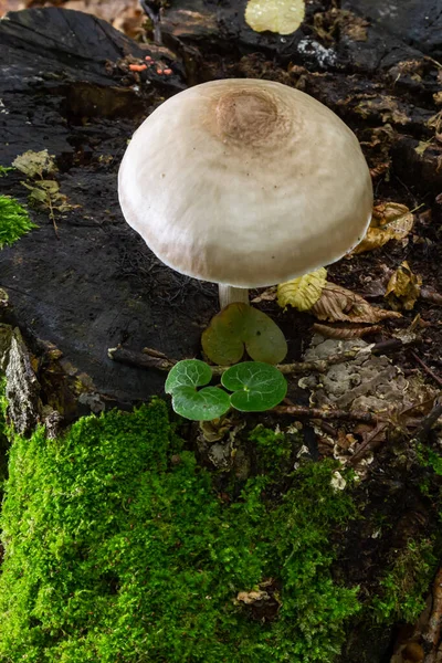 Gloiocephala Alsno 称为大鞘蘑菇 玫瑰鳃的女工或短毛茬 Rosegill — 图库照片