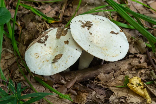 Lactarius Vellereus Lactarius Piperatus Large White Gilled Edible Mushroom Flat — стоковое фото