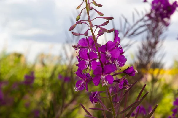 Closeup Pink Flower Rosebay Willowherb Chamaenerion Angustifolium Light Green Background — Foto Stock