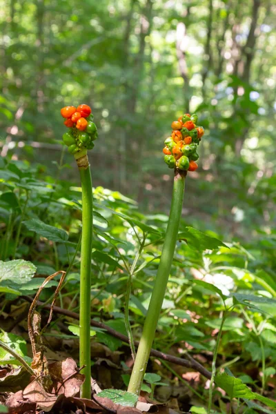 Kırmızı böğürtlenli arum maculatum. Ayrıca Cuckoo Pint veya Lords and Ladies olarak da bilinir. Zehirli orman bitkisi koyu yeşil arka planda, kopya alanı, yakın çekim alanı, seçilmiş odak noktası, dar alan derinliği..