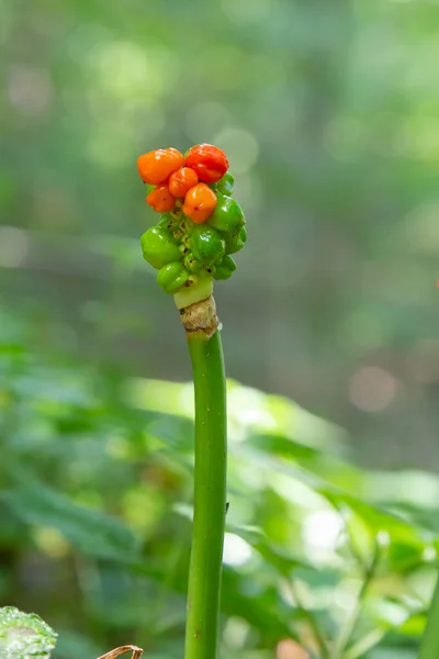 Arum Maculatum Red Berries Also Called Cuckoo Pint Lords Ladies —  Fotos de Stock