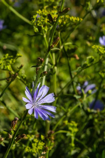 Blue Flowers Chicory Background Summer Landscape — Stock Photo, Image