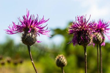 Centaurea scabiosa subsp. apiculata, Centaurea apiculata, Compositae. Wild plant shot in summer.
