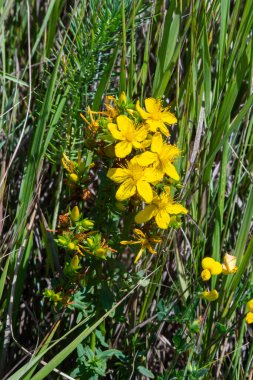 Hypericum flowers Hypericum perforatum or St Johns wort on the meadow , selective focus on some flowers.