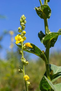 Verbascum speciosum yellow widflowers bees pollination. summer day.