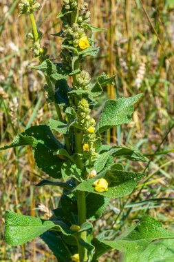 Verbascum speciosum yellow widflowers bees pollination. summer day.