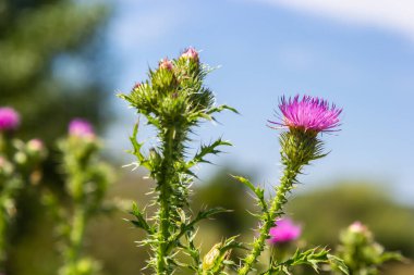 Blessed milk thistle pink flowers, close up. Silybum marianum herbal remedy plant. Saint Mary's Thistle pink blossoms. Marian Scotch thistle pink bloom. Mary Thistle, Cardus marianus flowers.