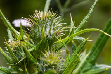 A bee on a thistle in the Derbyshire Peak District.