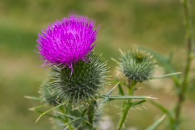 Blessed milk thistle flowers in field, close up. Silybum marianum herbal remedy, Saint Mary's Thistle, Marian Scotch thistle, Mary Thistle, Cardus marianus bloom