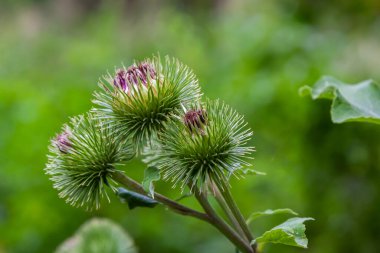 Arctium tomentosum, commonly known as the woolly burdock or downy burdock, is a species of burdock belonging to the family Asteraceae.