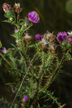 Centaurea scabiosa subsp. apiculata, Centaurea apiculata, Compositae. Wild plant shot in summer.