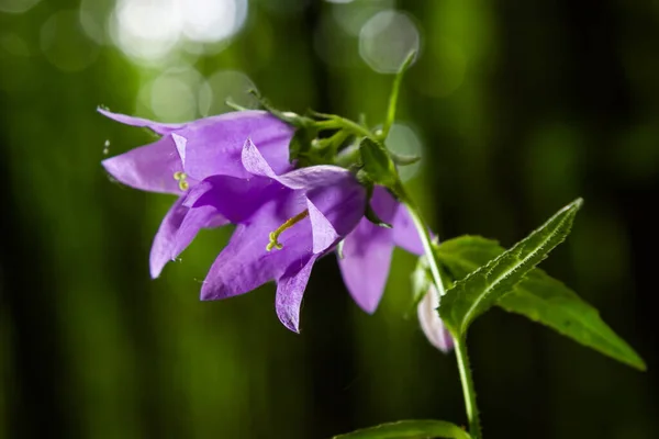 Close Flowering Nettle Leaved Bellflower Dark Blurry Natural Background Campanula — Stock Photo, Image