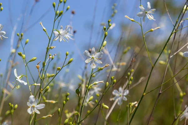 Anthericum Ramosum Known Branched Bernard Lily White Flower Herbaceous Perennial — Fotografia de Stock