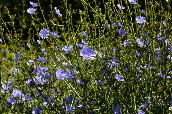 Голубые Цветы Цикория Фоне Летнего Пейзажа — стоковое фото