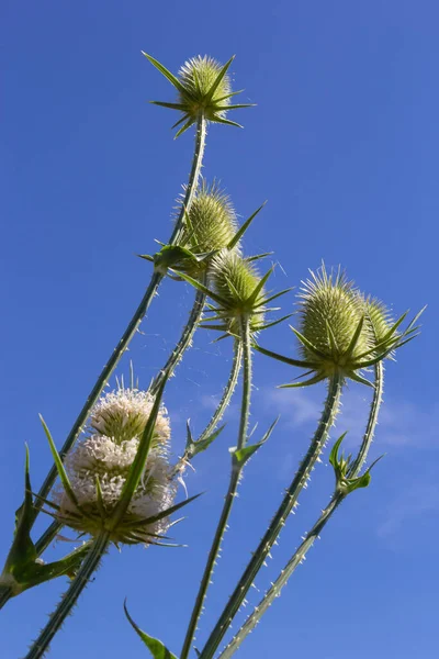 Dipsacus Fullonum Bahçedeki Çay Çiçeği Seçici Odak Noktası — Stok fotoğraf