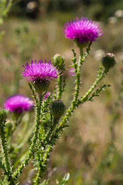 Blessed milk thistle pink flowers, close up. Silybum marianum herbal remedy plant. Saint Mary\'s Thistle pink blossoms. Marian Scotch thistle pink bloom. Mary Thistle, Cardus marianus flowers.