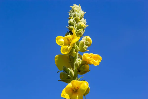 Verbascum Speciosum Yellow Widflowers Bees Pollination Summer Day — Zdjęcie stockowe