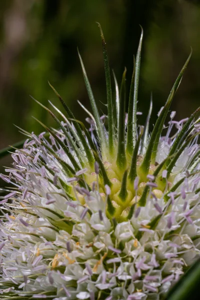 가을에 열리는 Dipsacus Fullonum Wilde Karde 초점인 Bokeh — 스톡 사진