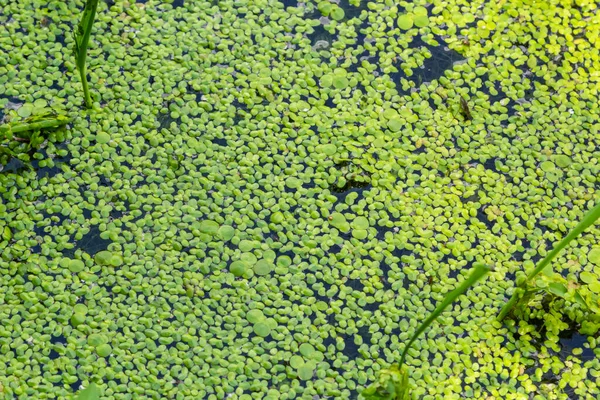 Textura Patito Verde Pequeño Pequeñas Hojas Verdes Flotan Superficie Del —  Fotos de Stock