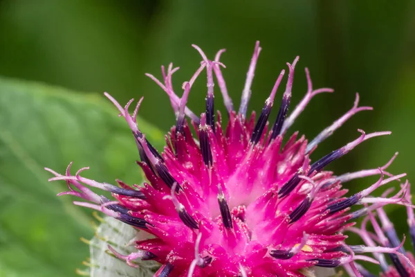 Flowers Great Burdock Arctium Lappa Selective Focus Shallow Depth Field — Foto Stock