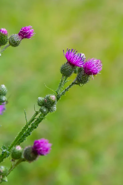 Flowering Bush Pink Sows Cirsium Arvense Natural Environment Wild Flowers —  Fotos de Stock