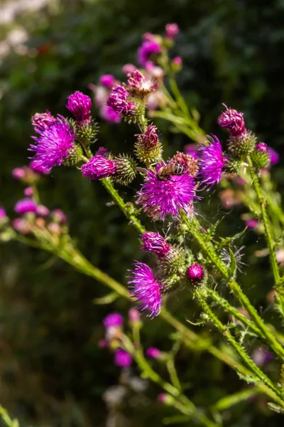Flowering creeping thistle Cirsium arvense, also Canada thistle or field thistle. The creeping thistle is considered a noxious weed in many countries.