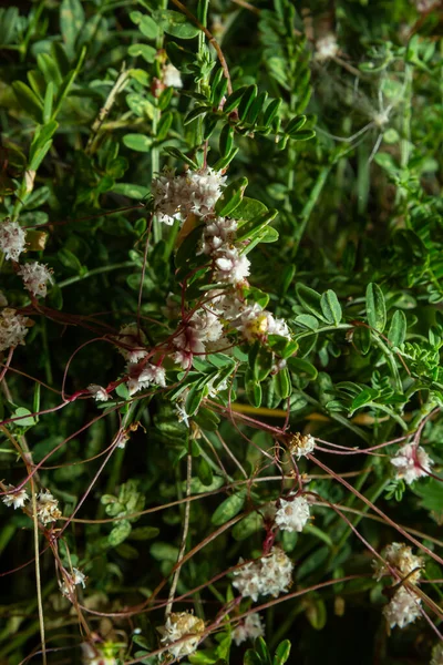 Flora Gran Canaria Thread Tangled Stems Cuscuta Approximata Aka Dodder — ストック写真