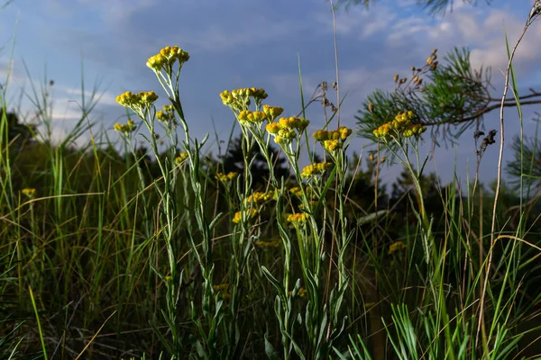 Yellow Mediterranean Flowers Background Sea Shallow Depth Field Helichrysum Italicum — Stock Fotó