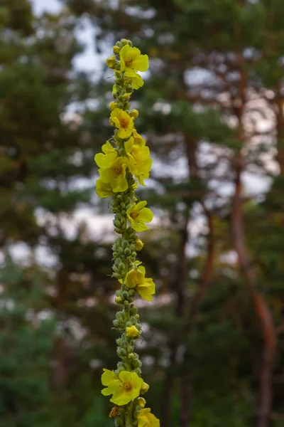 Verbascum Speciosum Yellow Widflowers Bees Pollination Summer Day — Zdjęcie stockowe