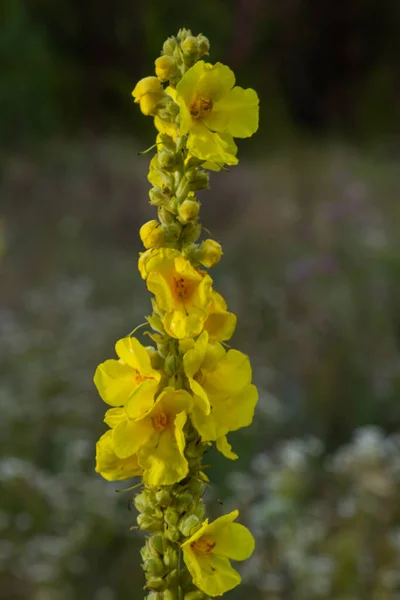 Verbascum Speciosum Yellow Widflowers Bees Pollination Summer Day — Photo