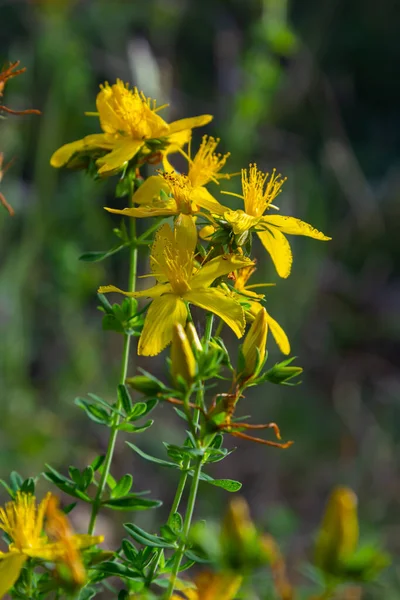 A close up of the blooming medicinal herb hypericum Hypericum perforatum.