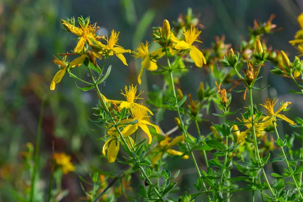A close up of the blooming medicinal herb hypericum Hypericum perforatum.