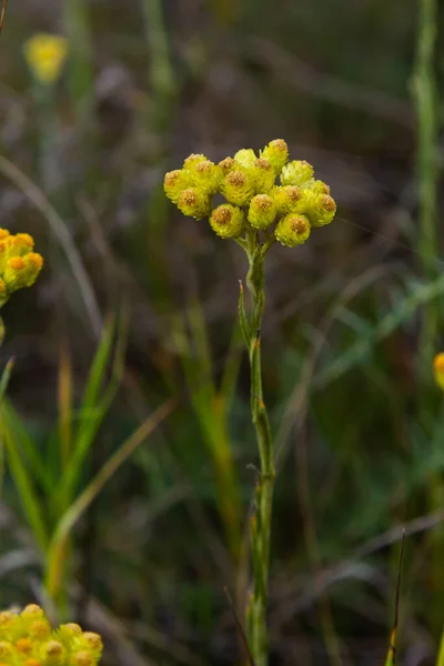 Yellow Mediterranean Flowers Background Sea Shallow Depth Field Helichrysum Italicum — Stock Fotó