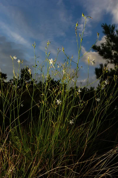 Anthericum Ramosum Known Branched Bernard Lily White Flower Herbaceous Perennial — Stock Photo, Image