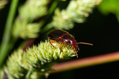 copper colored ground beetle on grass in a natural environment. summer, dream day.