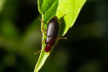 copper colored ground beetle on grass in a natural environment. summer, dream day.