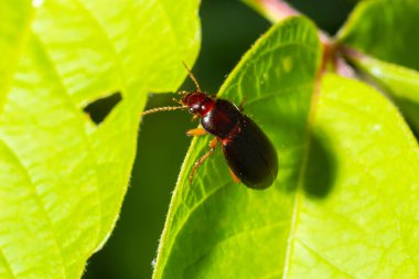 copper colored ground beetle on grass in a natural environment. summer, dream day.