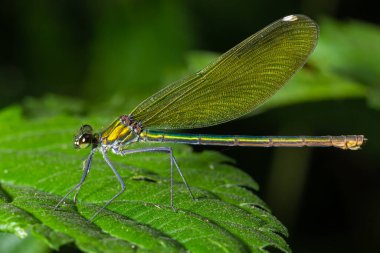 Bantlı matmazel, Calopteryx ihtişamlı, bir çimlerin üzerinde oturuyor. Güzel mavi matmazel yaşam alanında. Yumuşak yeşil arka planı olan böcek portresi. Doğadan vahşi yaşam sahnesi.