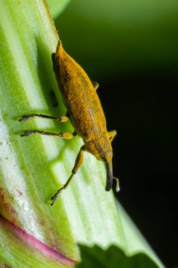 The beetle beetle, also known as the nunus, is a beetle that belongs to the superfamily Curculionoidea, known for its elongated snout.insects animals .