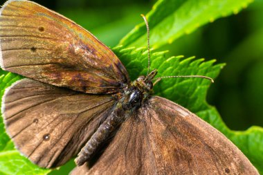 Kelebek Aphantopus Hyperantus 'a yakın, yeşil bir yaprağın üzerinde açık kanatları ile oturuyor..