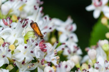 Close-up image of a long-legged butterfly, Nemophora degeerella on white flowers.