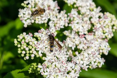 Paranthrene tabaniformis on elder flower close-up. In the natural environment, near the forest in summer.