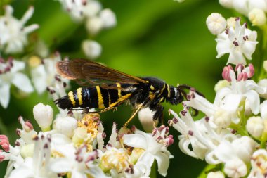 Paranthrene tabaniformis on elder flower close-up. In the natural environment, near the forest in summer.