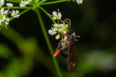 Tenthredo notha, a common sawfly, is a species belonging to the family Tenthredinidae subfamily Tenthrediniinae.